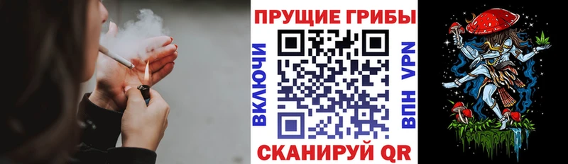 Галлюциногенные грибы Psilocybe  Ноябрьск 